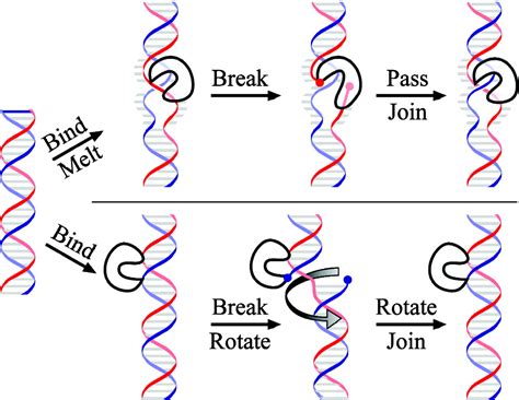 The mechanism of type IA topoisomerases | PNAS