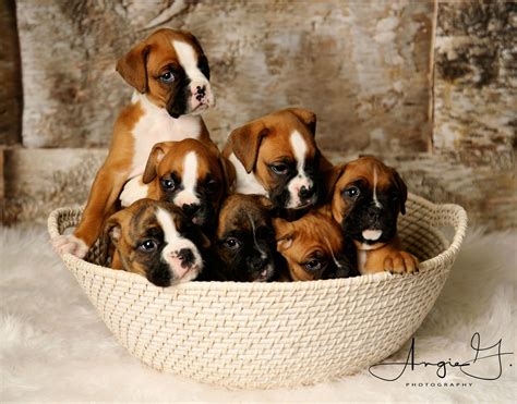 35+ How To Care For Newborn Boxer Puppies Pic - Bleumoonproductions