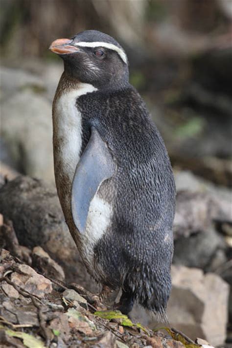 Fiordland Crested Penguins