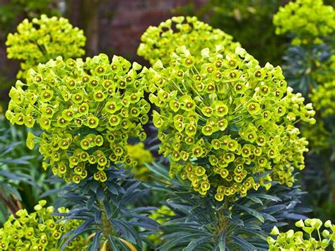 Good winter foliage is a rare thing in the garden, but some euphorbias ...