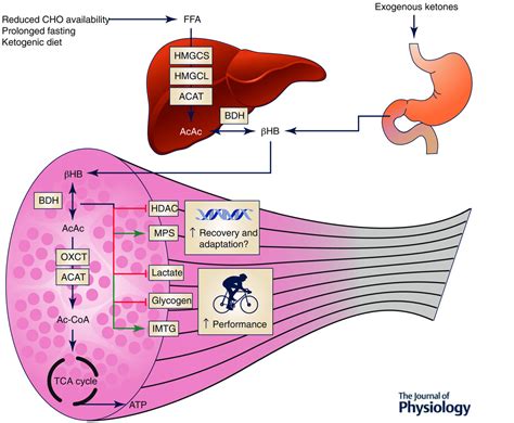 Metabolism of ketone bodies during exercise and training: physiological ...