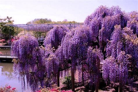 World Travel Places: Wisteria Tunnel Japan