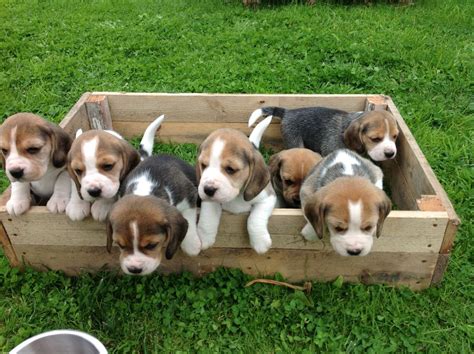 Beagle Dogs : Temperament, Exercise and Grooming – InspirationSeek.com