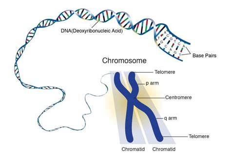 Human Chromosome Structure