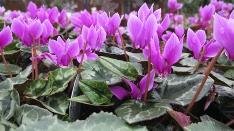 Cyclamen hederifolium Spring Flowering Bulbs, Spring Flowers, Plants ...