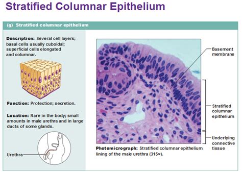 Eight types of epithelial tissue | Anatomie