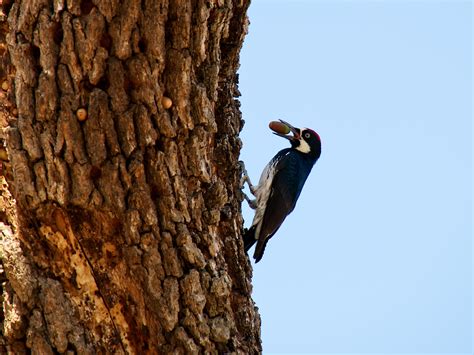 Nuts for Wildlife - The National Wildlife Federation Blog