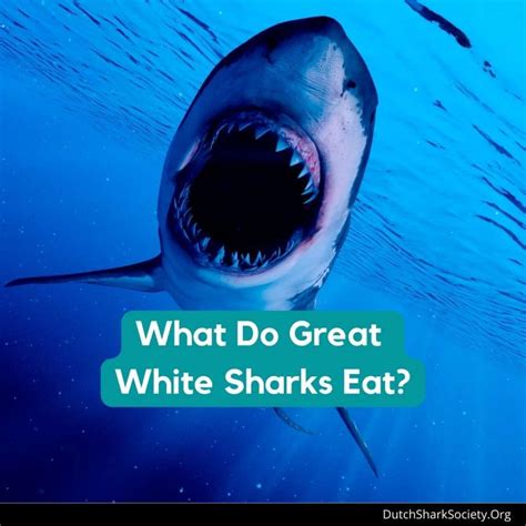 What Do Great White Sharks Eat? - Dutch Shark Society