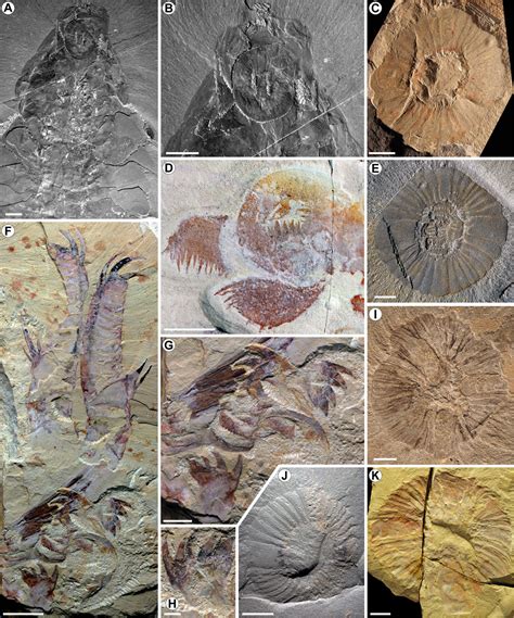 Frontiers | The significance of Anomalocaris and other Radiodonta for ...