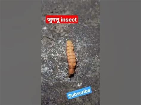 Jugnu insect (जुगनू) # educational #village # insect - YouTube