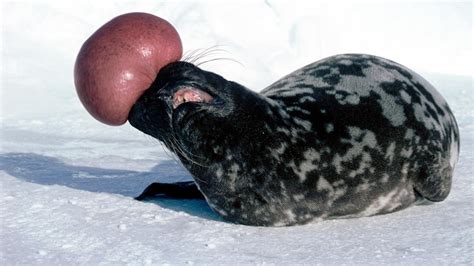 Foca de Casco ~ Animales en Peligro de Extinción