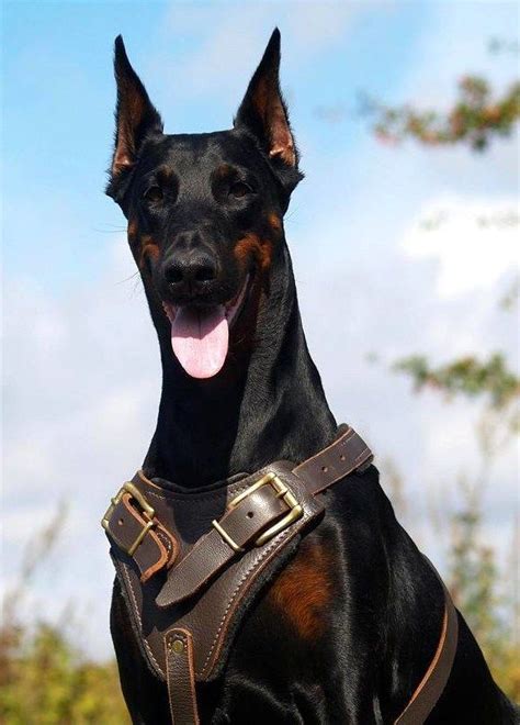 Doberman Protection Dogs - Where to find the best guard dogs | Guard ...