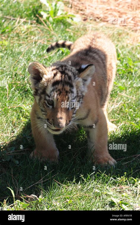 Siberian tiger cub Stock Photo - Alamy