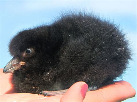 What A Baby Puffin's Diet Tells Us About Its Future | Audubon