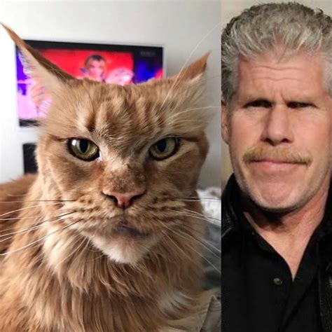 This cat looks like Ron Perlman : r/funny