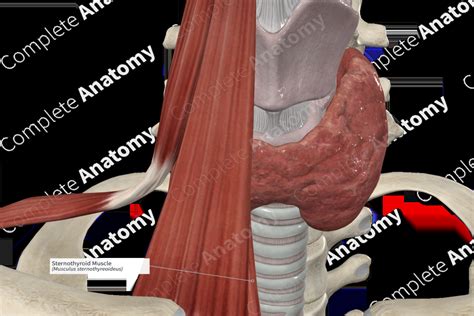 Sternothyroid Muscle | Complete Anatomy