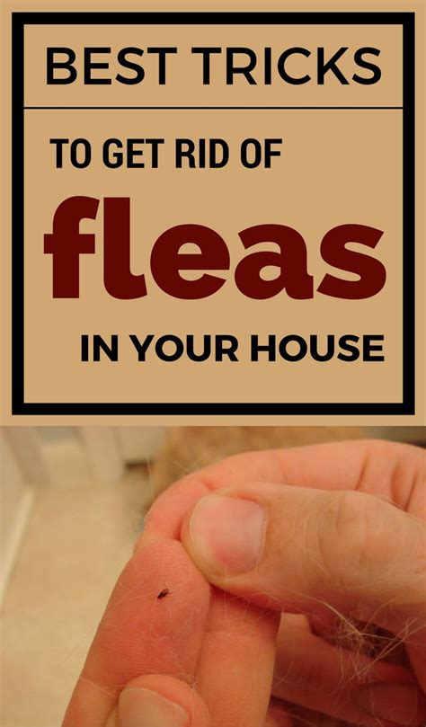 Learn how to get rid of fleas in your house with this effective tricks ...