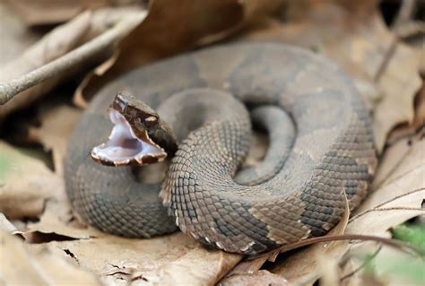 A Cottonmouth Snake Bit a Child—Here's Where It Was Hiding — Best Life