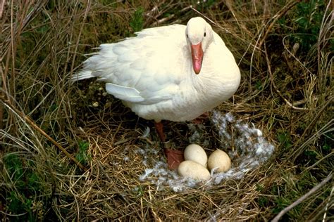 Images Gratuites : la nature, herbe, aile, blanc, terre, profil ...