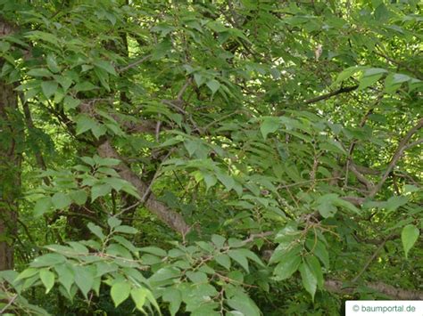 Common Hackberry | Celtis occidentalis