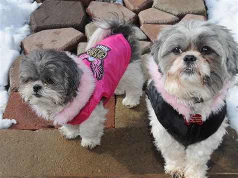 Shih Tzu Cozy Snow Day 12 | Flower and Candy Shih Tzu are pr… | Flickr