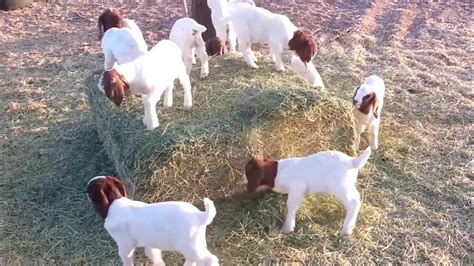 Baby Goats Playing, Running and Jumping Compilation - YouTube