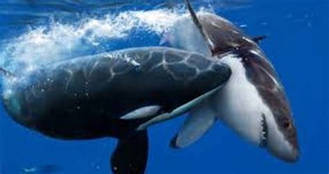 For Some Reason, Killer Whales Are Horrifically Murdering Great White ...