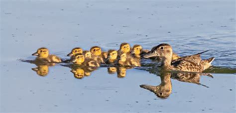 Blue-winged Teal Ducklings.jpg | FWS.gov