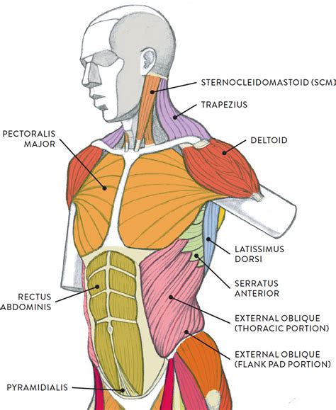 Oblique Muscle Drawing