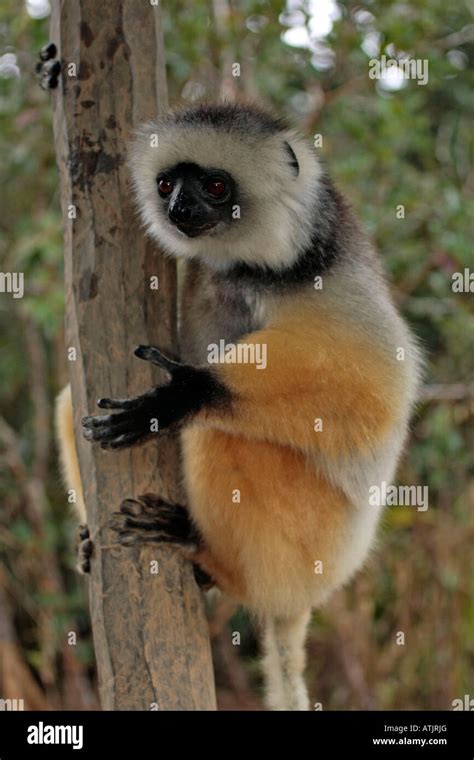 Silky Sifaka Stock Photo - Alamy