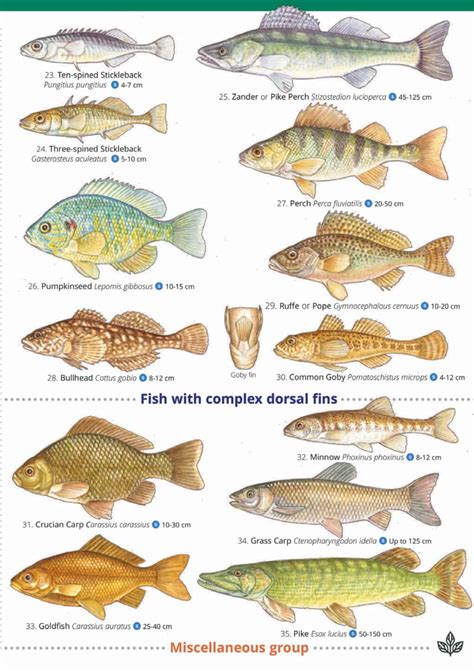 Freshwater Lake Fish Species