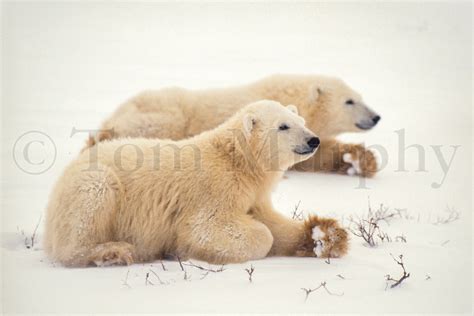 Polar Bear Cubs – Tom Murphy Photography