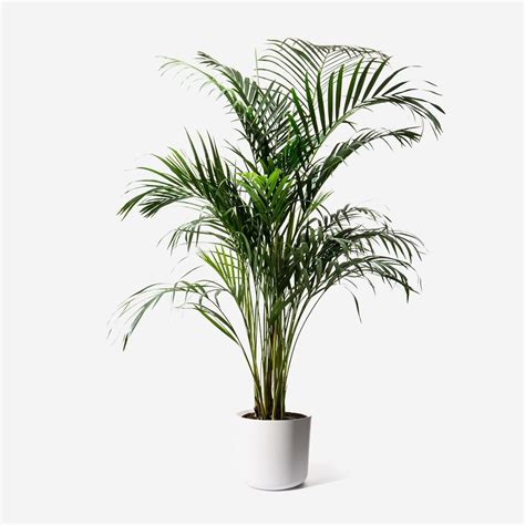 Areca Palm | Indoor palm trees, Indoor palms, Areca palm