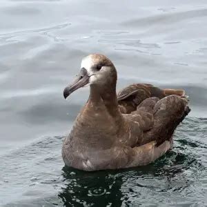 Black-footed albatross - Facts, Diet, Habitat & Pictures on Animalia.bio