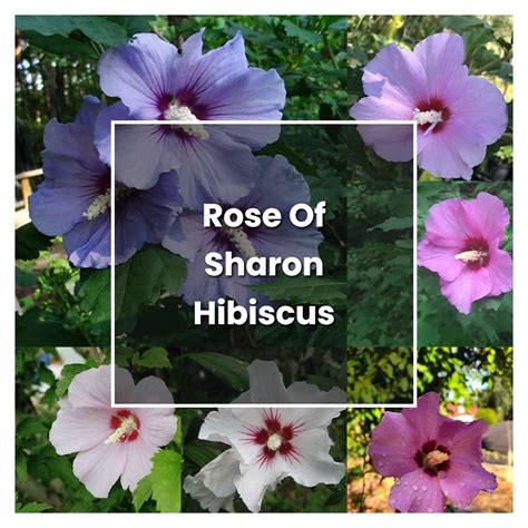 How to Grow Rose Of Sharon Hibiscus - Plant Care & Tips | NorwichGardener