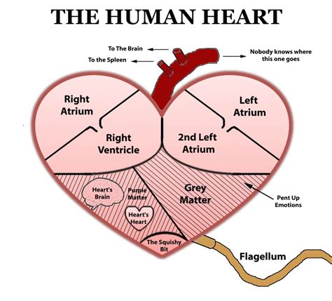 Free Human Heart Sketch Diagram, Download Free Human Heart Sketch ...