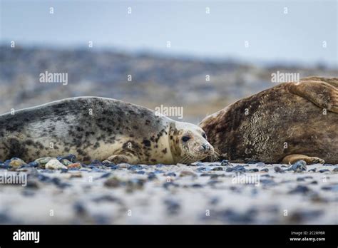 Grey seals (Halichoerus grypus) at Helgoland, Germany Stock Photo - Alamy