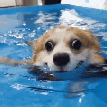 Funny Turtle Swimming GIF | GIFDB.com