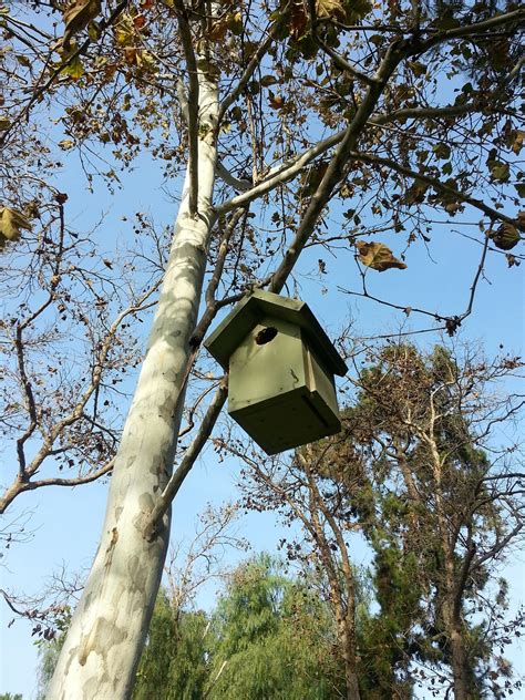 Bird,nest,birdhouse,tree,free pictures - free image from needpix.com