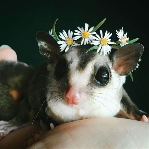 Sugar Glider Pet Care | Pets Animals US