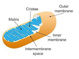 Mitochondria In Plant Cell