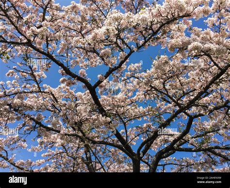 Cherry blossoms in Alishan, Taiwan. Alishan is Taiwan most-visited ...