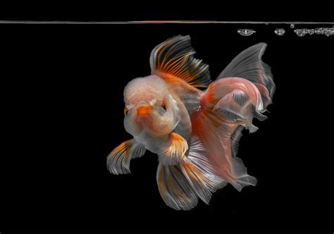 Butterfly Goldfish: Pictures, Care Guide, Varieties, Lifespan & More ...