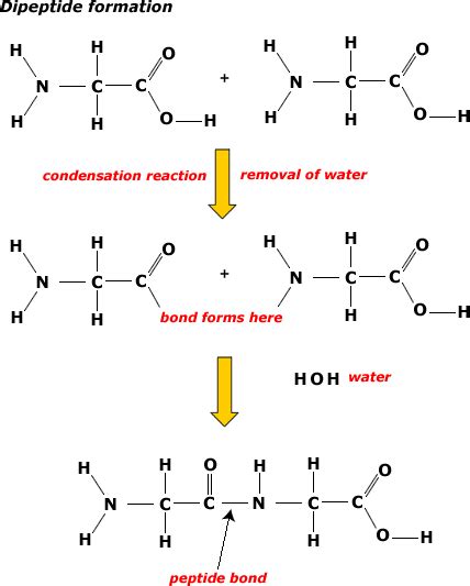 Amino Acid Condensation Reaction Mechanism