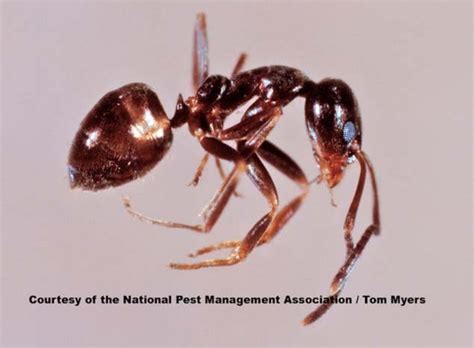 Argentine Ants: Argentine Ant Pest Control Information