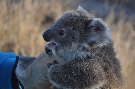 Do you know what a baby koala sounds like? – Stringybark Ecological