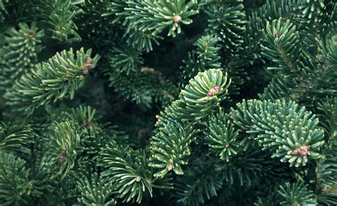 Fraser Fir - Abies Fraseri | Conifers | Cold Stream Farm