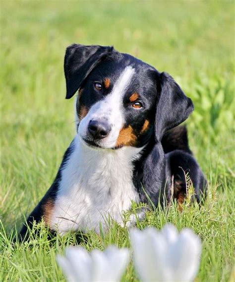 Appenzeller Sennenhunde Dog Breed Information, Pictures ...