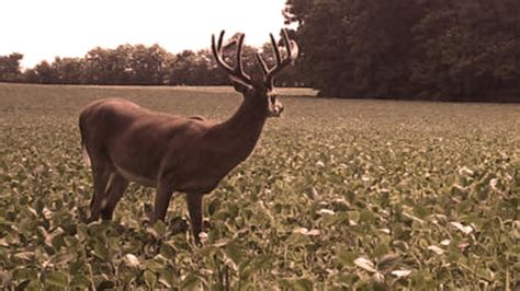 Getting Your Fall Food Plot Ready for Deer Season – Spartan Camera