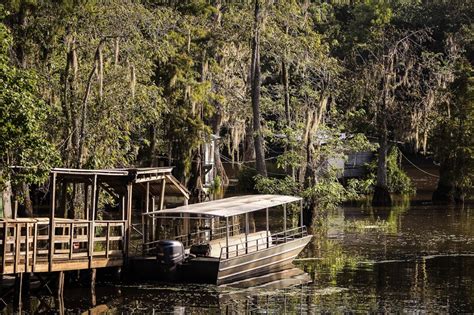 Bayou vs. Swamp - What's the Difference? - Bayou Swamp Tours